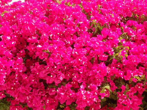 Bougainvillea.